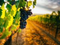 WhatsApp Image 2023-05-13 at 13.54.40